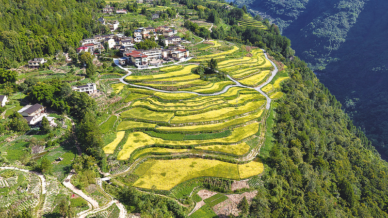 梯田“丰”景美如画。.png