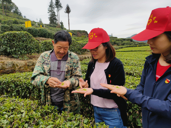 开州区敦好镇采茶助农正当时主题党日开到田间地头