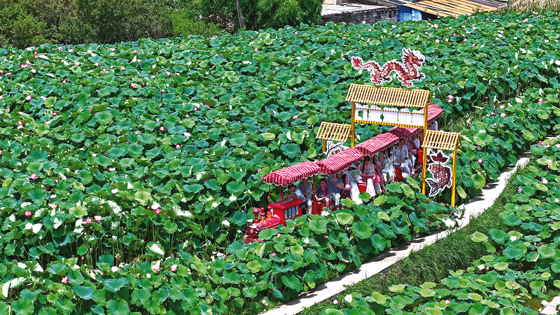 游客乘坐观光小火车观赏荷花。.png